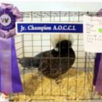 Res Champion Bantam by Brittany Shippee